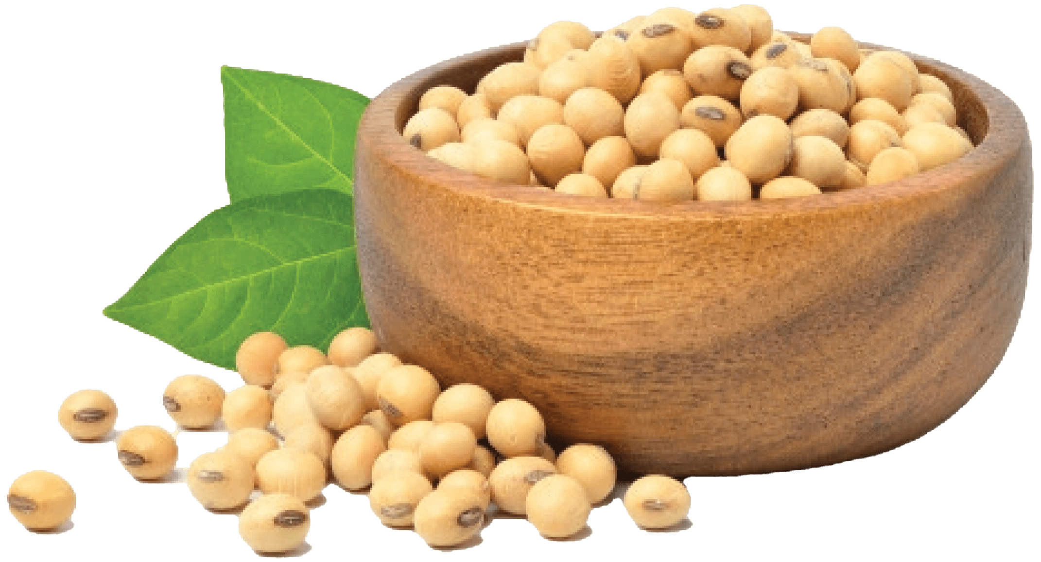 bean fruit
