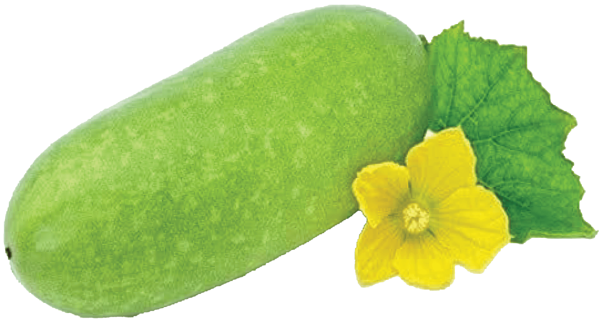 melon fruit